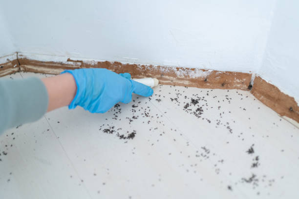 Best Residential Pest Control  in Connellsville, PA